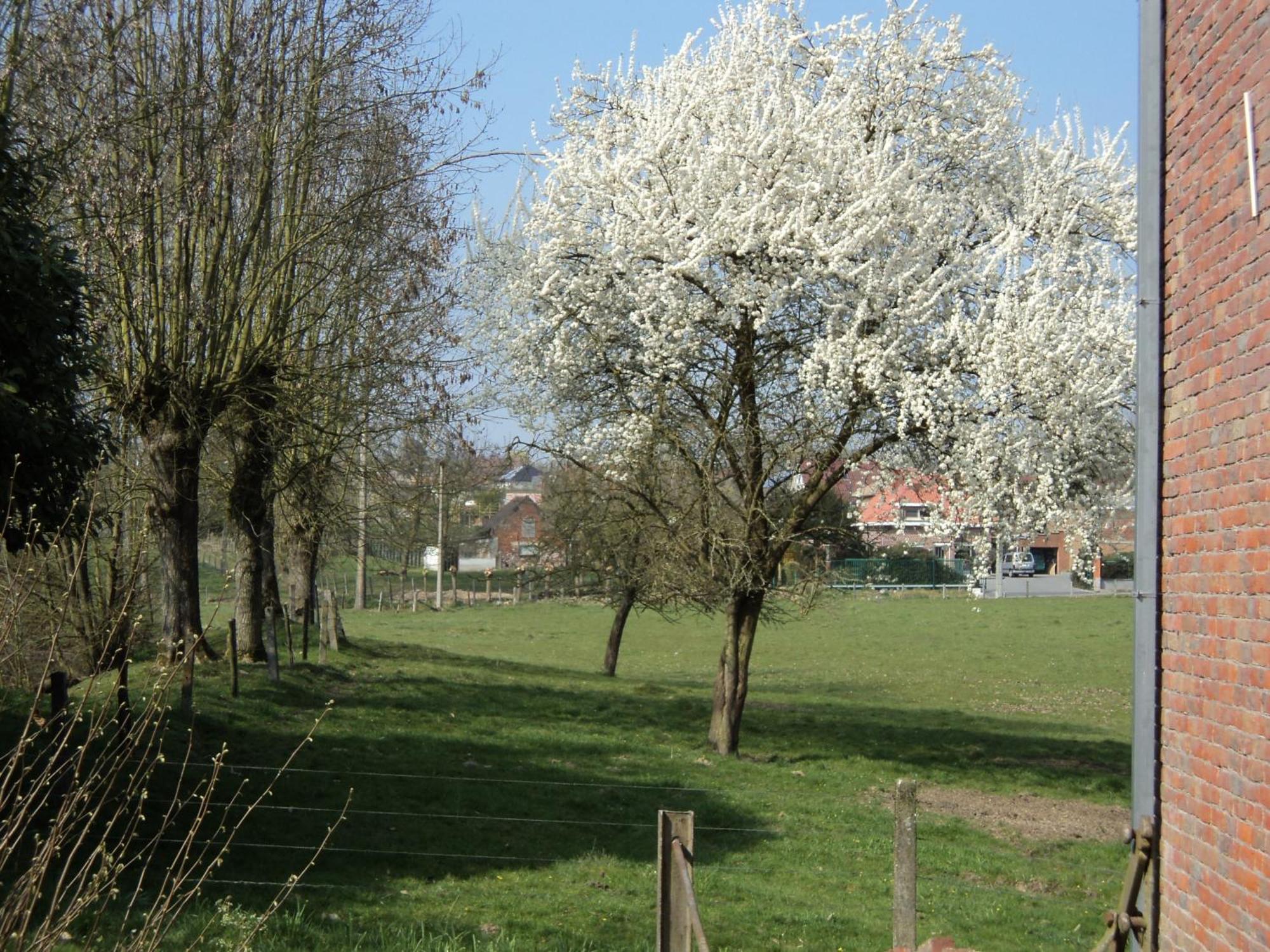 B&B Molen Ter Walle Geraardsbergen Εξωτερικό φωτογραφία